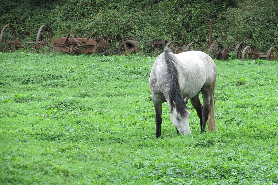Dapple grey Connemara pony grazing peacefully in a lush green pasture