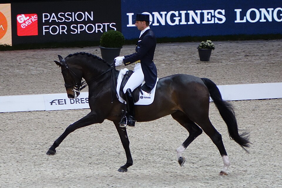 Dark bay Dutch Warmblood mare performing in an outdoor dressage arena with rider